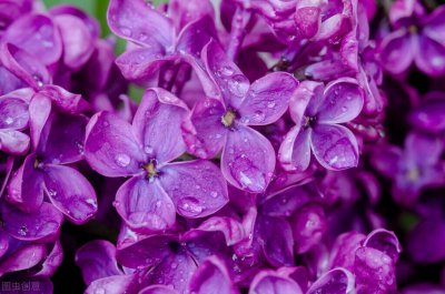 ​紫水晶项链图片（紫色也一直是奢侈和贵族的象征）