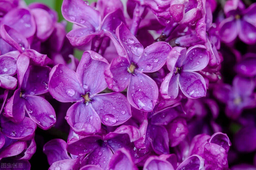 紫水晶项链图片（紫色也一直是奢侈和贵族的象征）