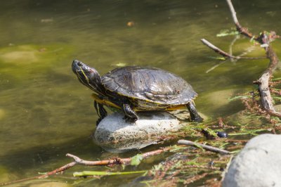 ​乌龟怎么分公母（8种方法简单辨别乌龟性别）