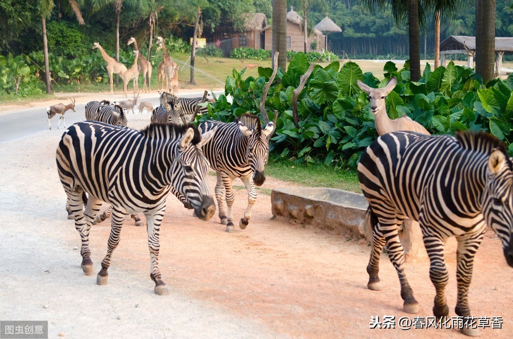 小动物的外形特点（关于动物外貌的好句好段）