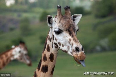 ​小动物的外形特点（关于动物外貌的好句好段）