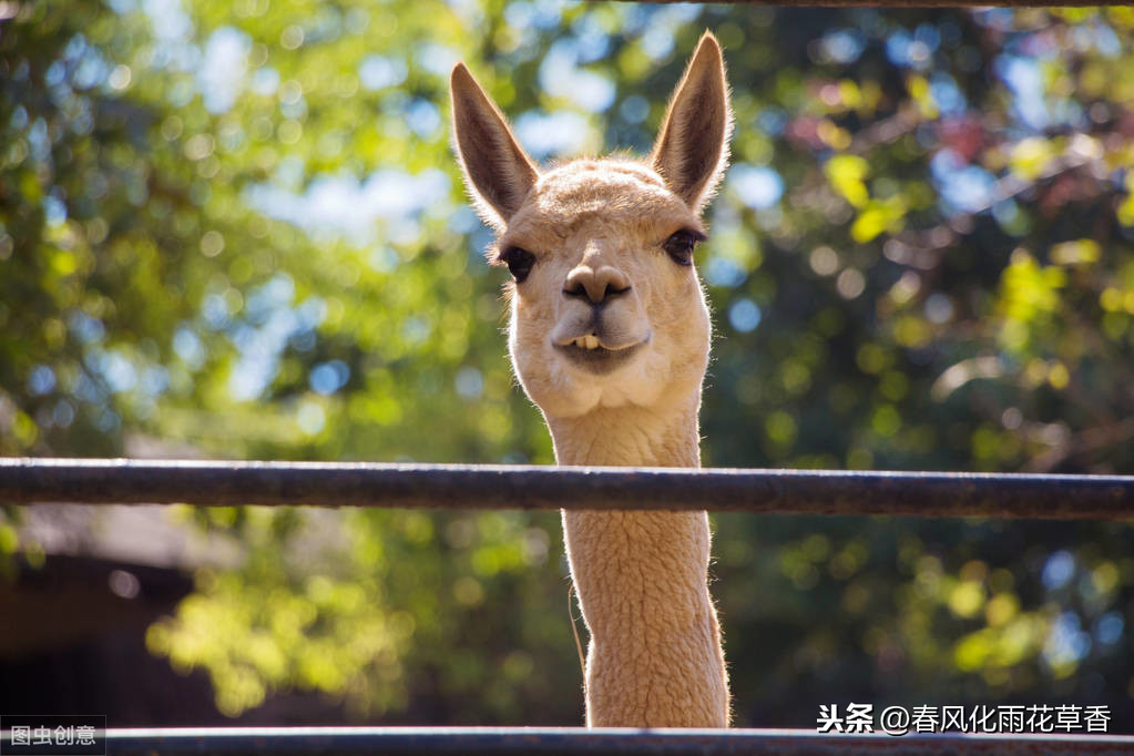 小动物的外形特点（关于动物外貌的好句好段）