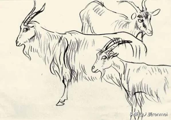 羊的简笔画怎么画（7种山羊简笔画画法教程）