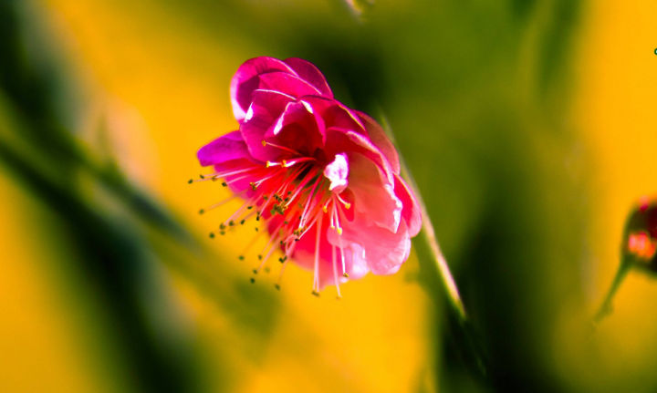 梅花树图片（关于描写梅花的诗词图文分享）