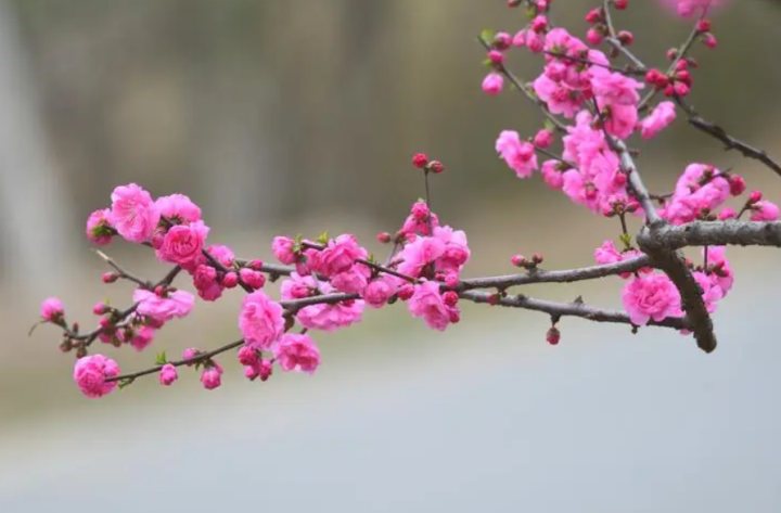 梅花树图片（关于描写梅花的诗词图文分享）