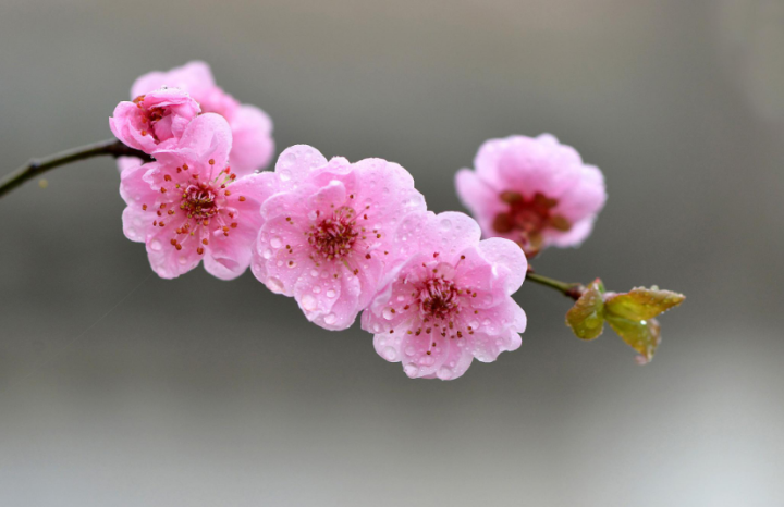 梅花树图片（关于描写梅花的诗词图文分享）