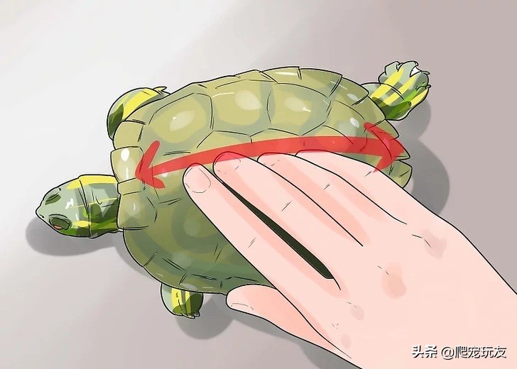乌龟喜欢人摸它哪里（正确的抚摸乌龟的方式和注意事项）