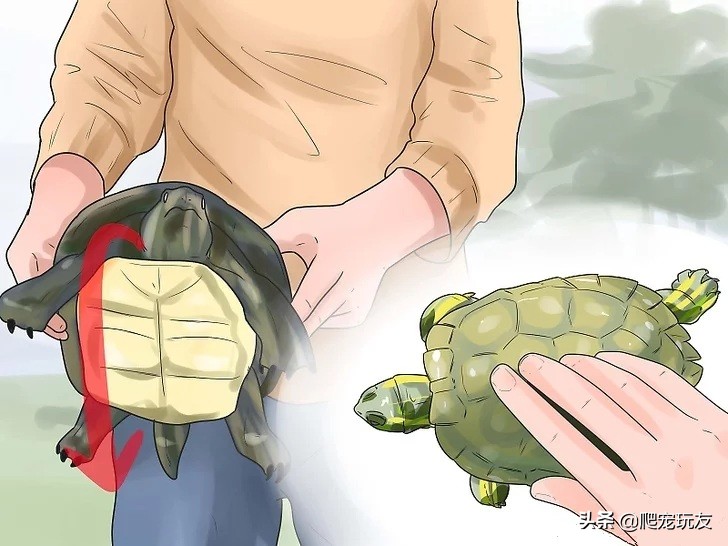 乌龟喜欢人摸它哪里（正确的抚摸乌龟的方式和注意事项）