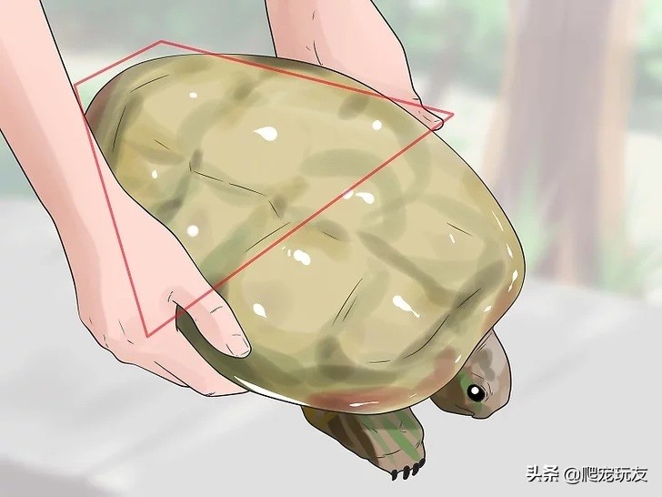 乌龟喜欢人摸它哪里（正确的抚摸乌龟的方式和注意事项）