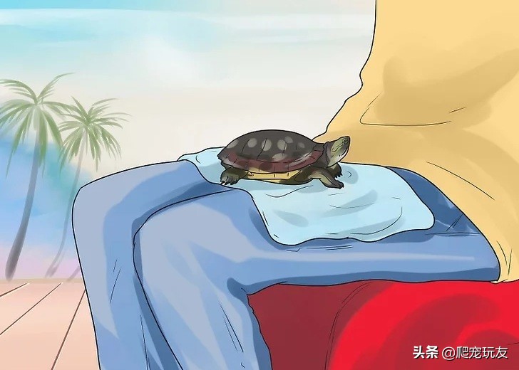 乌龟喜欢人摸它哪里（正确的抚摸乌龟的方式和注意事项）