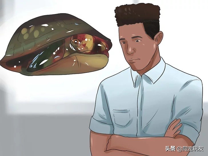 乌龟喜欢人摸它哪里（正确的抚摸乌龟的方式和注意事项）