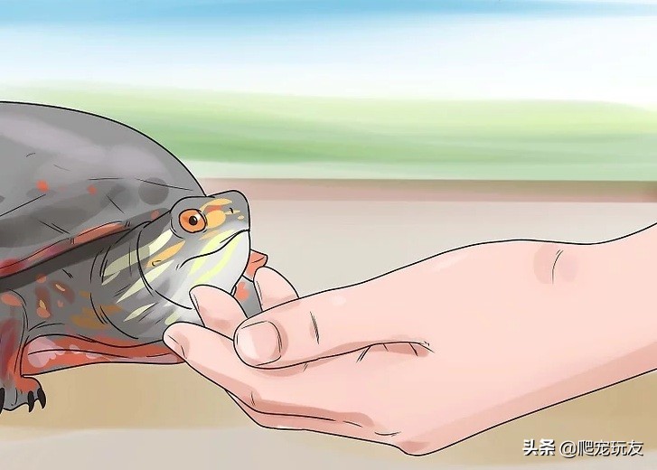 乌龟喜欢人摸它哪里（正确的抚摸乌龟的方式和注意事项）