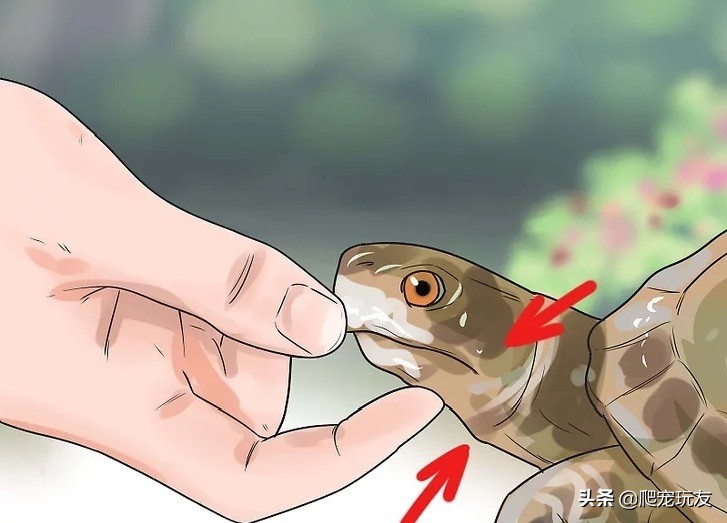 乌龟喜欢人摸它哪里（正确的抚摸乌龟的方式和注意事项）
