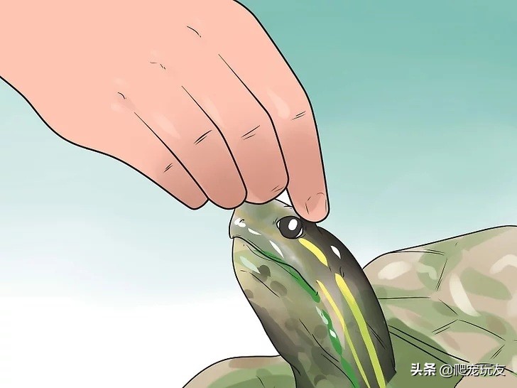 乌龟喜欢人摸它哪里（正确的抚摸乌龟的方式和注意事项）