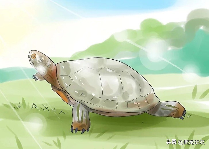 乌龟喜欢人摸它哪里（正确的抚摸乌龟的方式和注意事项）