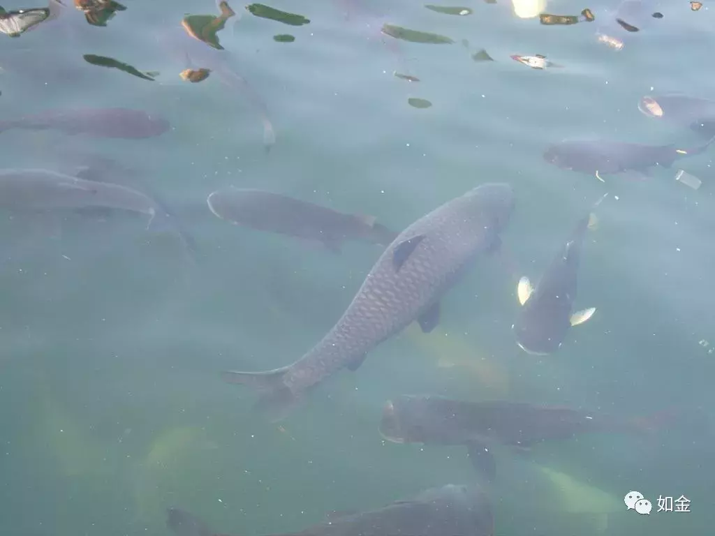 水库养鱼一亩投放多少鱼苗（水库鱼种放养技巧和注意事项）