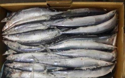 ​秋刀鱼在日本地位