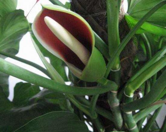 绿萝开花吗什么色（教你快速让绿萝开花的方法）