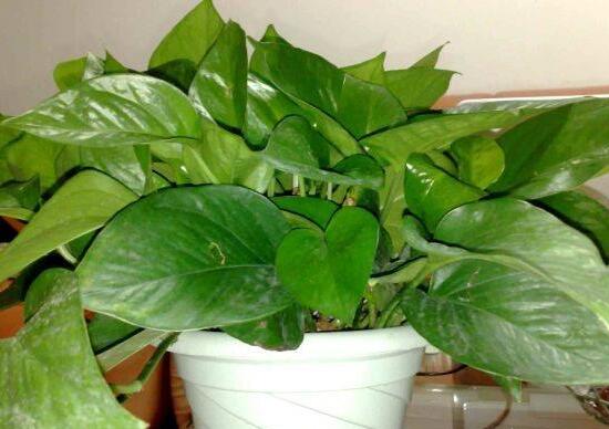 绿萝开花吗什么色（教你快速让绿萝开花的方法）