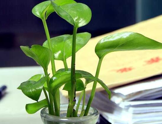 绿萝开花吗什么色（教你快速让绿萝开花的方法）