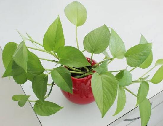 绿萝开花吗什么色（教你快速让绿萝开花的方法）