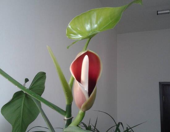 绿萝开花吗什么色（教你快速让绿萝开花的方法）