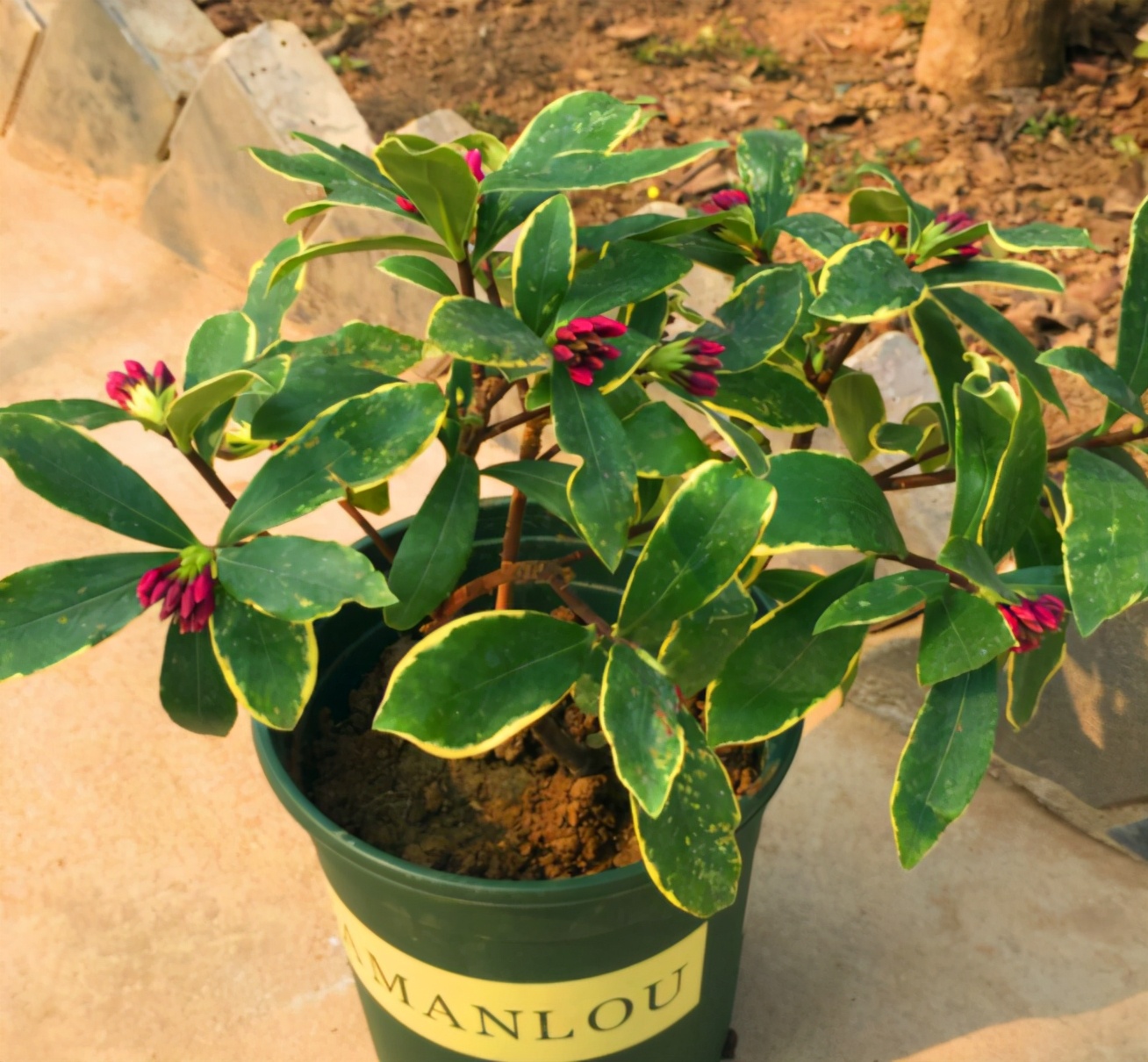 刚买回来的金边瑞香怎么养（养金边瑞香避开4个坑）