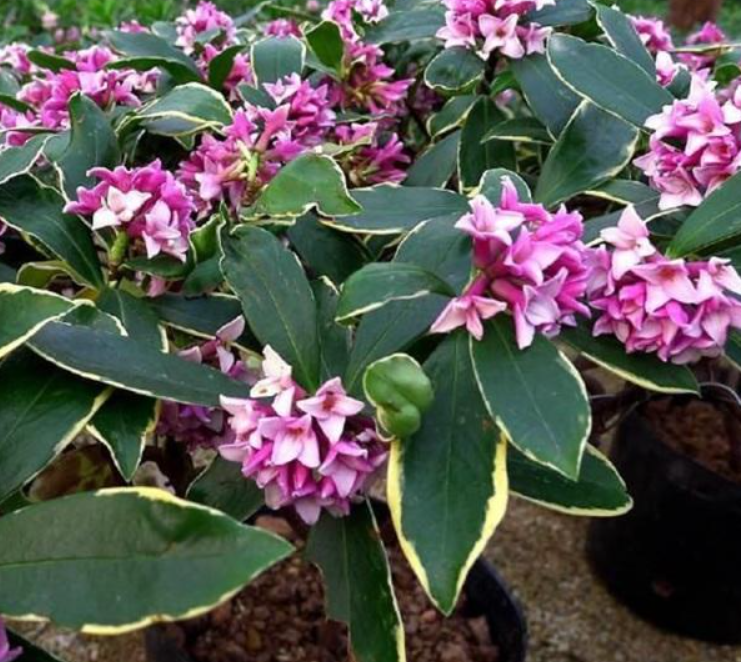 刚买回来的金边瑞香怎么养（养金边瑞香避开4个坑）