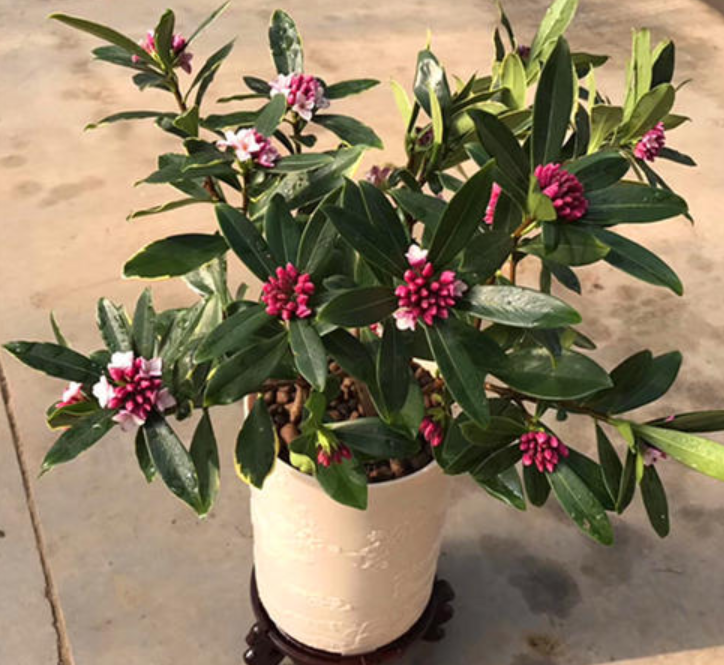 刚买回来的金边瑞香怎么养（养金边瑞香避开4个坑）