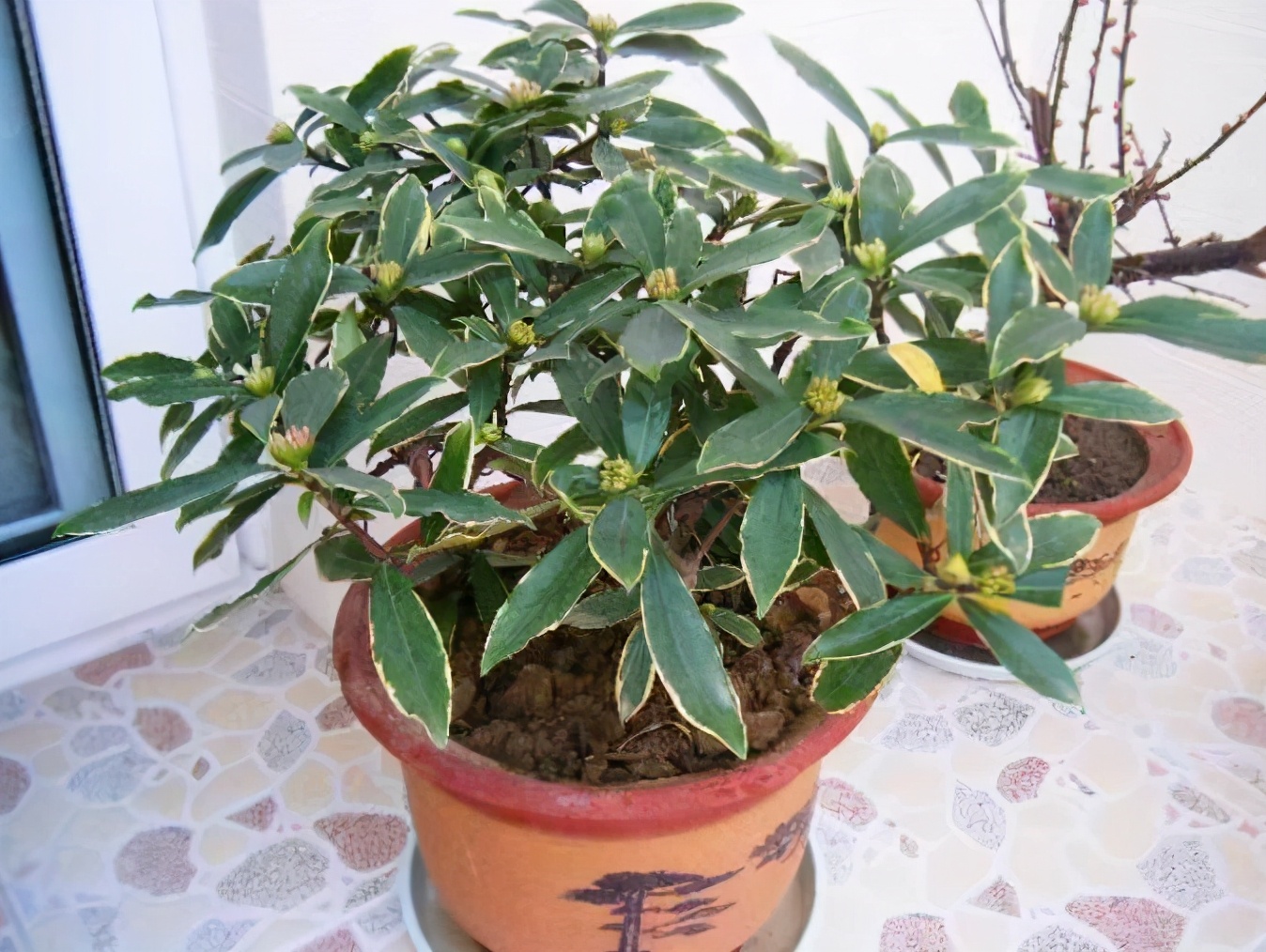 刚买回来的金边瑞香怎么养（养金边瑞香避开4个坑）