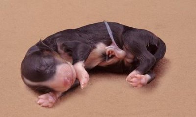 ​生小孩的时候家里的狗怎么办