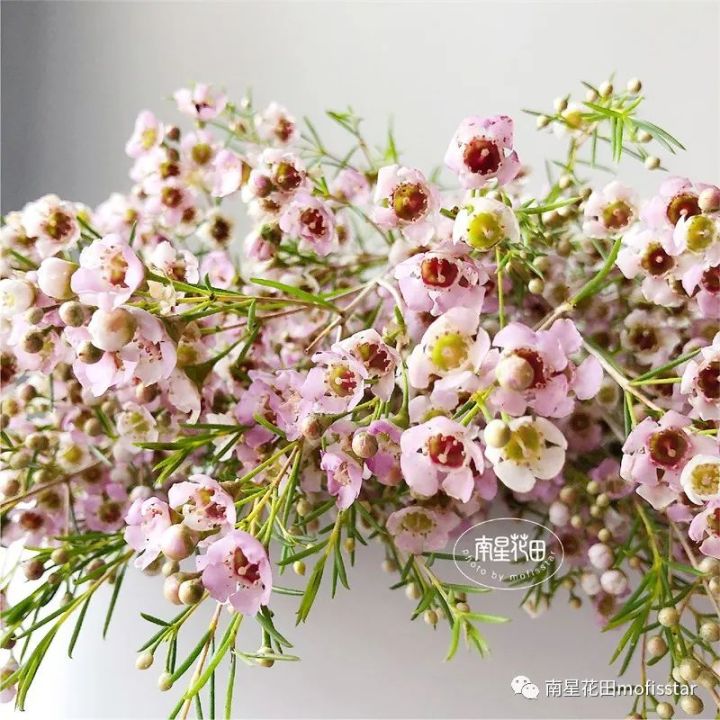 奥梅花的花语（澳洲蜡梅具体特征以及养殖方法分享）