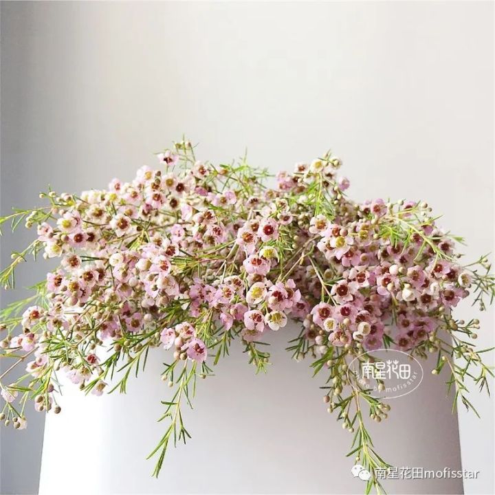 奥梅花的花语（澳洲蜡梅具体特征以及养殖方法分享）