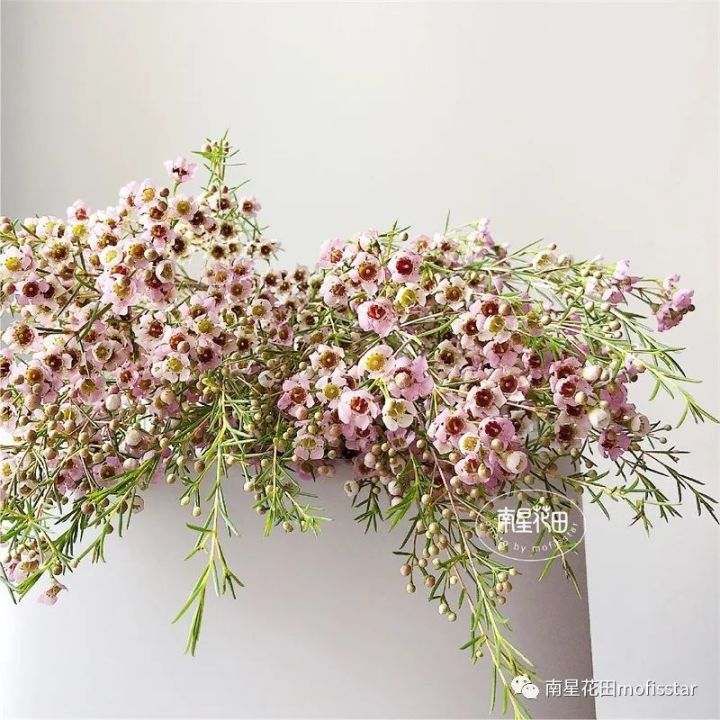 奥梅花的花语（澳洲蜡梅具体特征以及养殖方法分享）