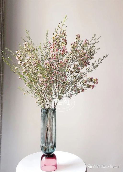 奥梅花的花语（澳洲蜡梅具体特征以及养殖方法分享）