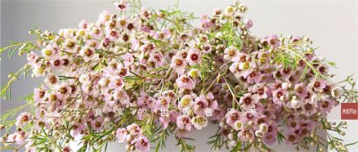 ​奥梅花的花语（澳洲蜡梅具体特征以及养殖方法分享）