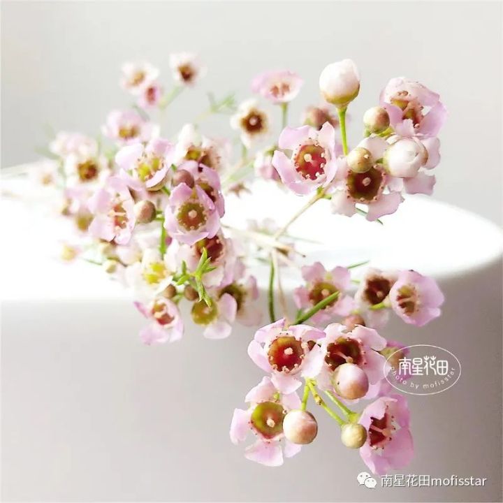 奥梅花的花语（澳洲蜡梅具体特征以及养殖方法分享）