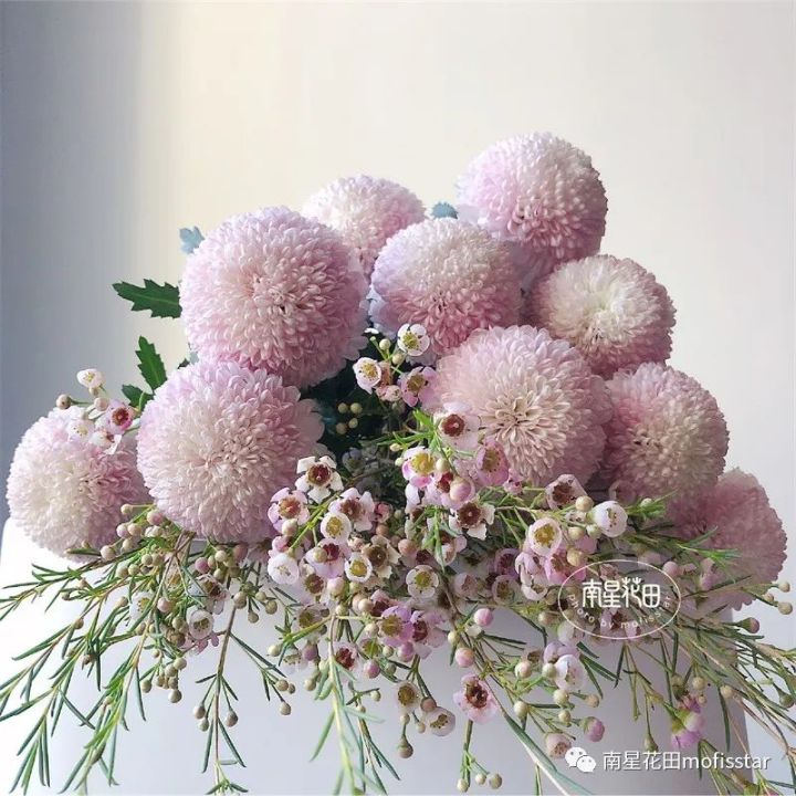 奥梅花的花语（澳洲蜡梅具体特征以及养殖方法分享）