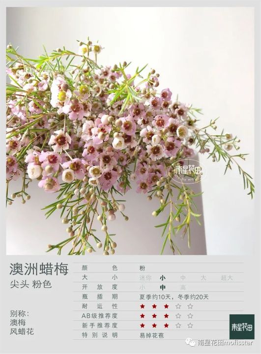 奥梅花的花语（澳洲蜡梅具体特征以及养殖方法分享）