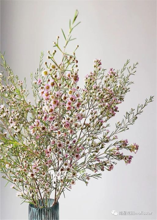 奥梅花的花语（澳洲蜡梅具体特征以及养殖方法分享）