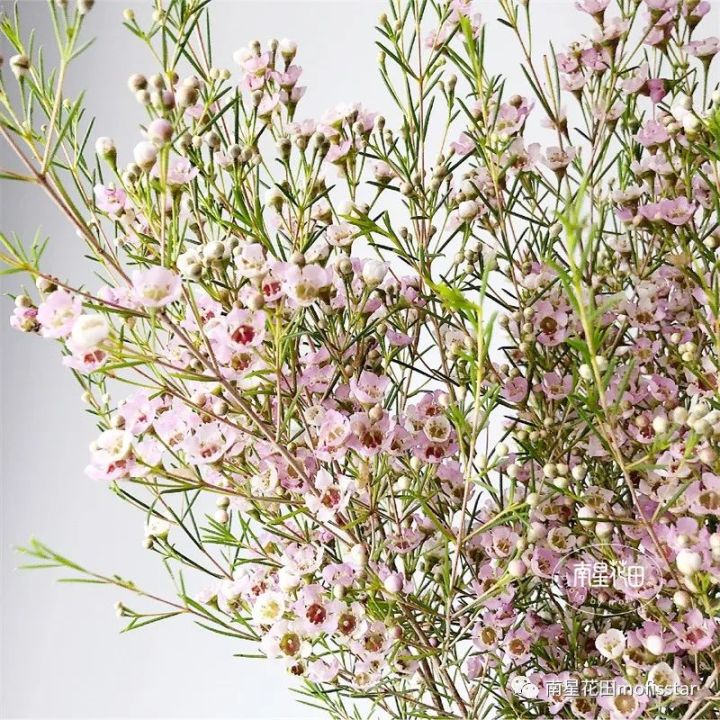 奥梅花的花语（澳洲蜡梅具体特征以及养殖方法分享）