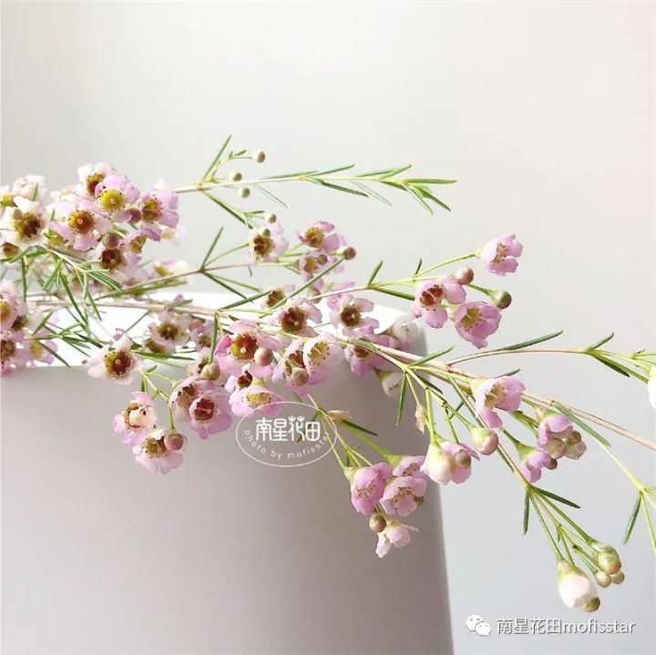 奥梅花的花语（澳洲蜡梅具体特征以及养殖方法分享）