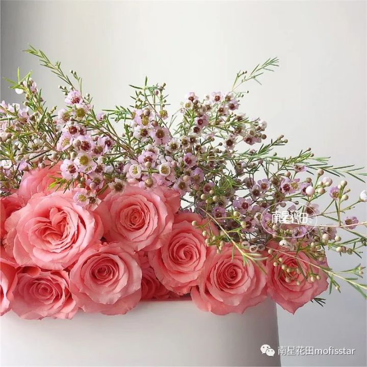 奥梅花的花语（澳洲蜡梅具体特征以及养殖方法分享）