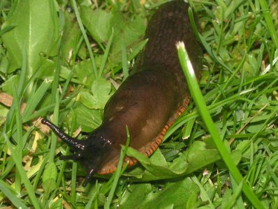 ​蛞蝓和蜗牛的区别（两者都属于软体动物门腹足纲）