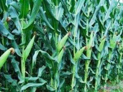 ​玉米穗位高低与产量有关吗