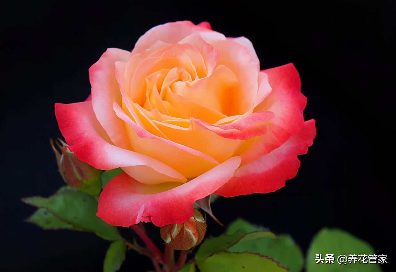 月季花语象征与寓意（盘点十种颜色的月季花语）