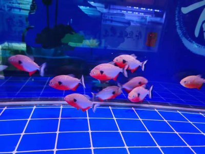 ​黑斑鱼图片（黑斑水虎和红腹水虎鱼的区别）