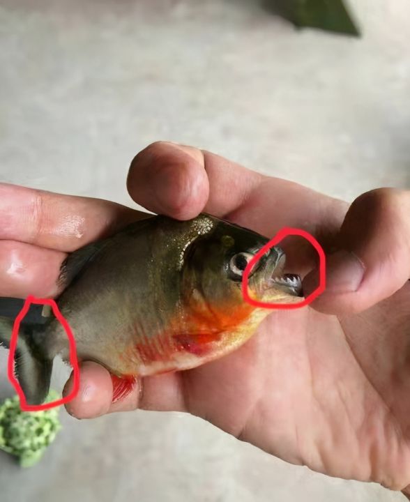 黑斑鱼图片（黑斑水虎和红腹水虎鱼的区别）