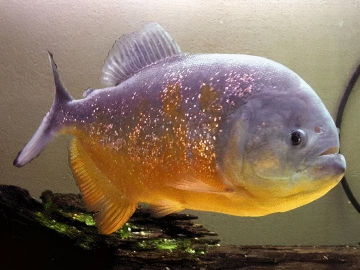 黑斑鱼图片（黑斑水虎和红腹水虎鱼的区别）