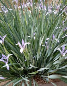 ​爱人之间如何相处(恋人之间怎么相处)